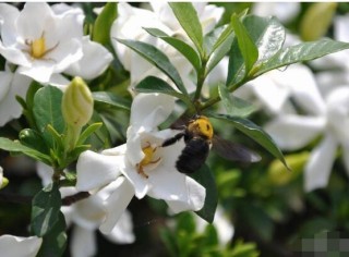 栀子花什么时候开花，栀子花开花期5月-8月,第2图