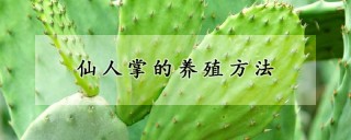 仙人掌的养殖方法,第1图