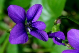 紫罗兰花在水里怎么养,第3图
