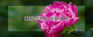 重瓣芍药花语和寓意,第1图