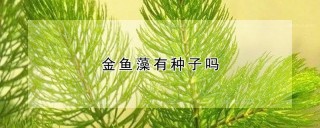 金鱼藻有种子吗,第1图