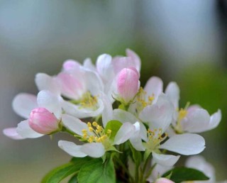 海棠花开花时间，每年4-5月含苞绽放(春季),第4图