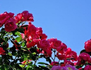 野蔷薇花语是什么，野蔷薇花语代表着浪漫的爱情,第6图