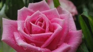 粉色玫瑰花语11朵,第1图