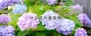 什么花代表亲情,第1图