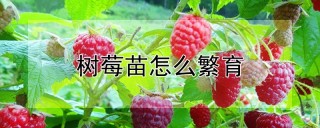 树莓苗怎么繁育,第1图