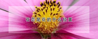 花芯是花的什么位置,第1图