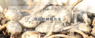 茨菇的种植方法,第1图