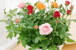 小盆玫瑰花的养殖方法,第2图
