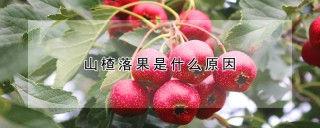 山楂落果是什么原因,第1图