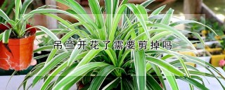 吊兰开花了需要剪掉吗,第1图