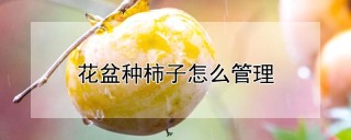 花盆种柿子怎么管理,第1图