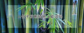 竹子砍断插地上能活吗,第1图