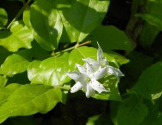 毛茉莉和茉莉花的区别，教你三种区别方法(习性/叶子/花序),第5图