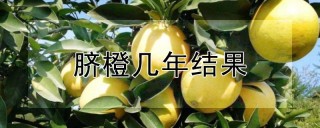 脐橙几年结果,第1图