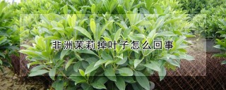 非洲茉莉掉叶子怎么回事,第1图