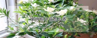 室内栀子花怎么养,第1图