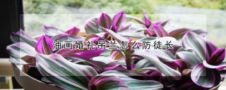 油画婚礼吊兰怎么防徒长,第1图