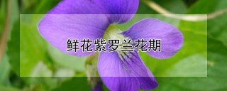 鲜花紫罗兰花期,第1图