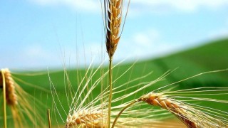 大麦的寓意和象征,第1图