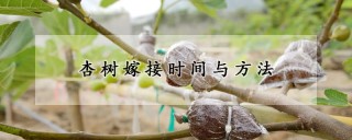 杏树嫁接时间与方法,第1图