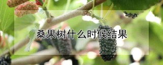 桑果树什么时候结果,第1图