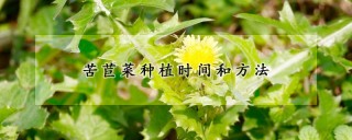 苦苣菜种植时间和方法,第1图