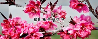 榆叶梅是桃花吗,第1图