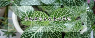 网纹草适合在室内养吗,第1图