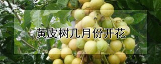 黄皮树几月份开花,第1图