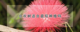 合欢树适合庭院种植吗,第1图