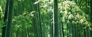 竹节的寓意和象征,第1图