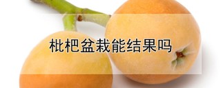 枇杷盆栽能结果吗,第1图