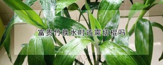 富贵竹换水时还需切棍吗,第1图