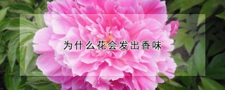 为什么花会发出香味,第1图