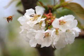 樱桃授粉树品种搭配,第2图