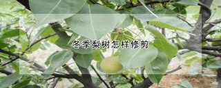 冬季梨树怎样修剪,第1图