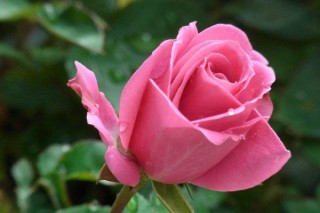 粉色玫瑰花语11朵,第2图