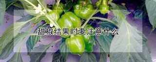 甜椒结果时要注意什么,第1图