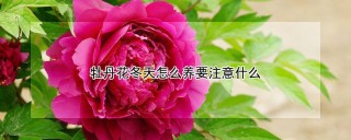 牡丹花冬天怎么养要注意什么,第1图