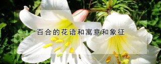 百合的花语和寓意和象征,第1图