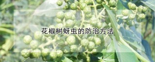 花椒树蚜虫的防治方法,第1图