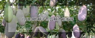 八月瓜的种子怎么种才能发芽,第1图