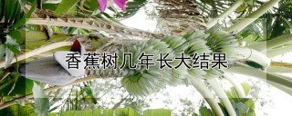 香蕉树几年长大结果,第1图