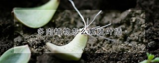 多肉植物怎么繁殖叶插,第1图