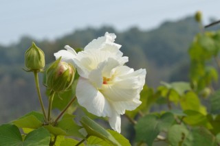 芙蓉花是长在树上的吗,第2图