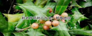 刺老芽和刺五加是一种植物吗,第1图