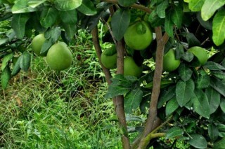 柚子树的种植技术，4步即可完成种植,第3图