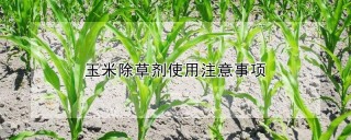 玉米除草剂使用注意事项,第1图