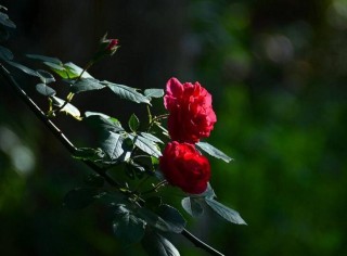 蔷薇花焉了怎么办，合理的浇水和光照很重要,第4图